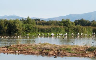 Une promenade à travers les Aiguamolls de l’Empordà