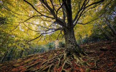 Forêts de l’Alt Empordà pour profiter des couleurs de l’automne